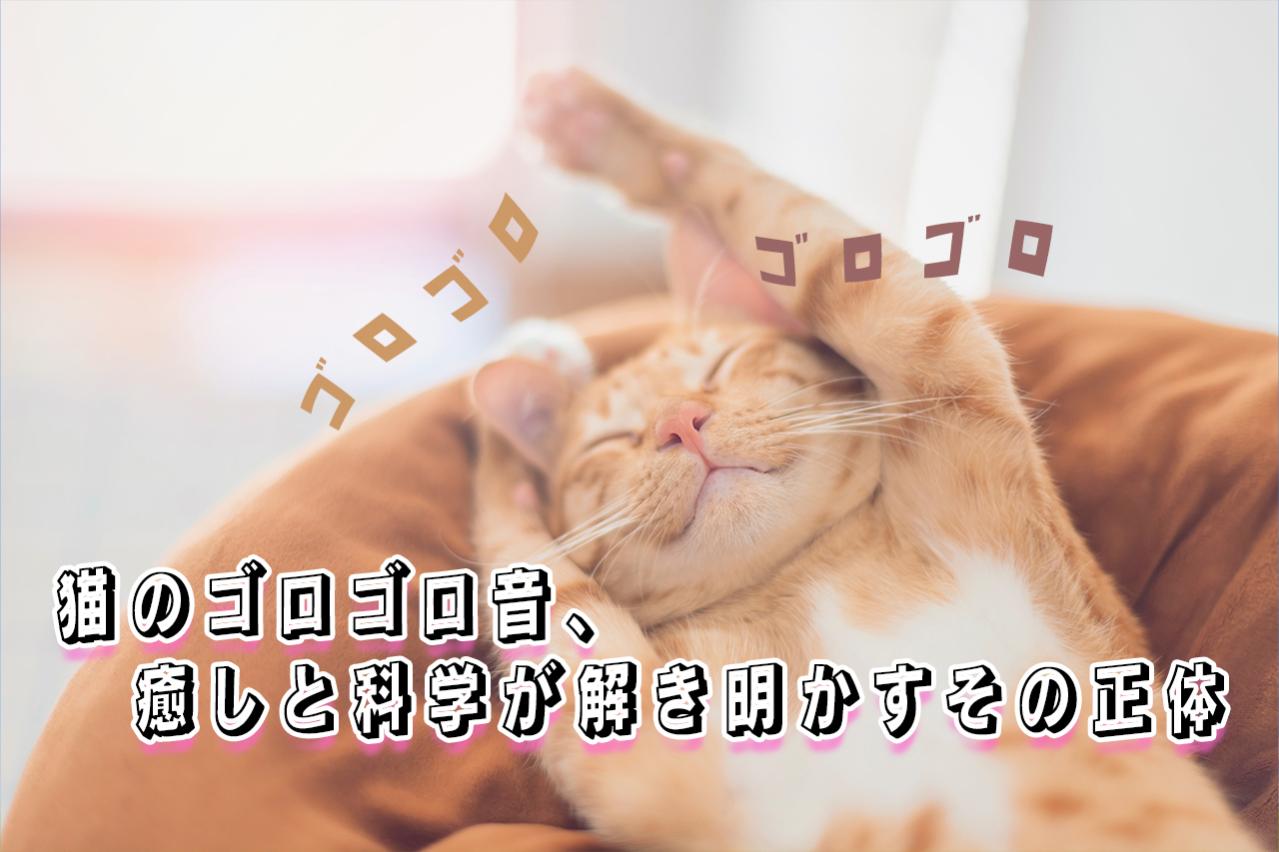 猫のゴロゴロ音に秘められた驚きの力とは？癒しと科学が解き明かすその正体
