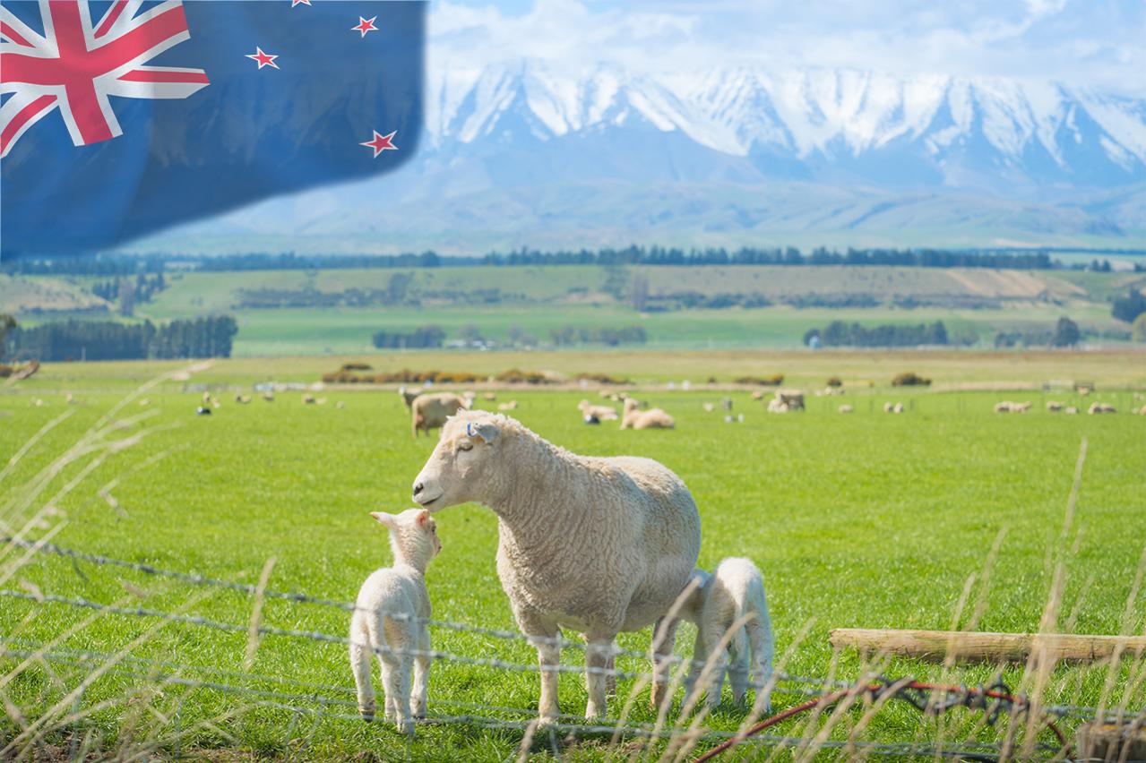 人口の5倍、羊の国。なぜNZは羊に〝選ばれた〟のか