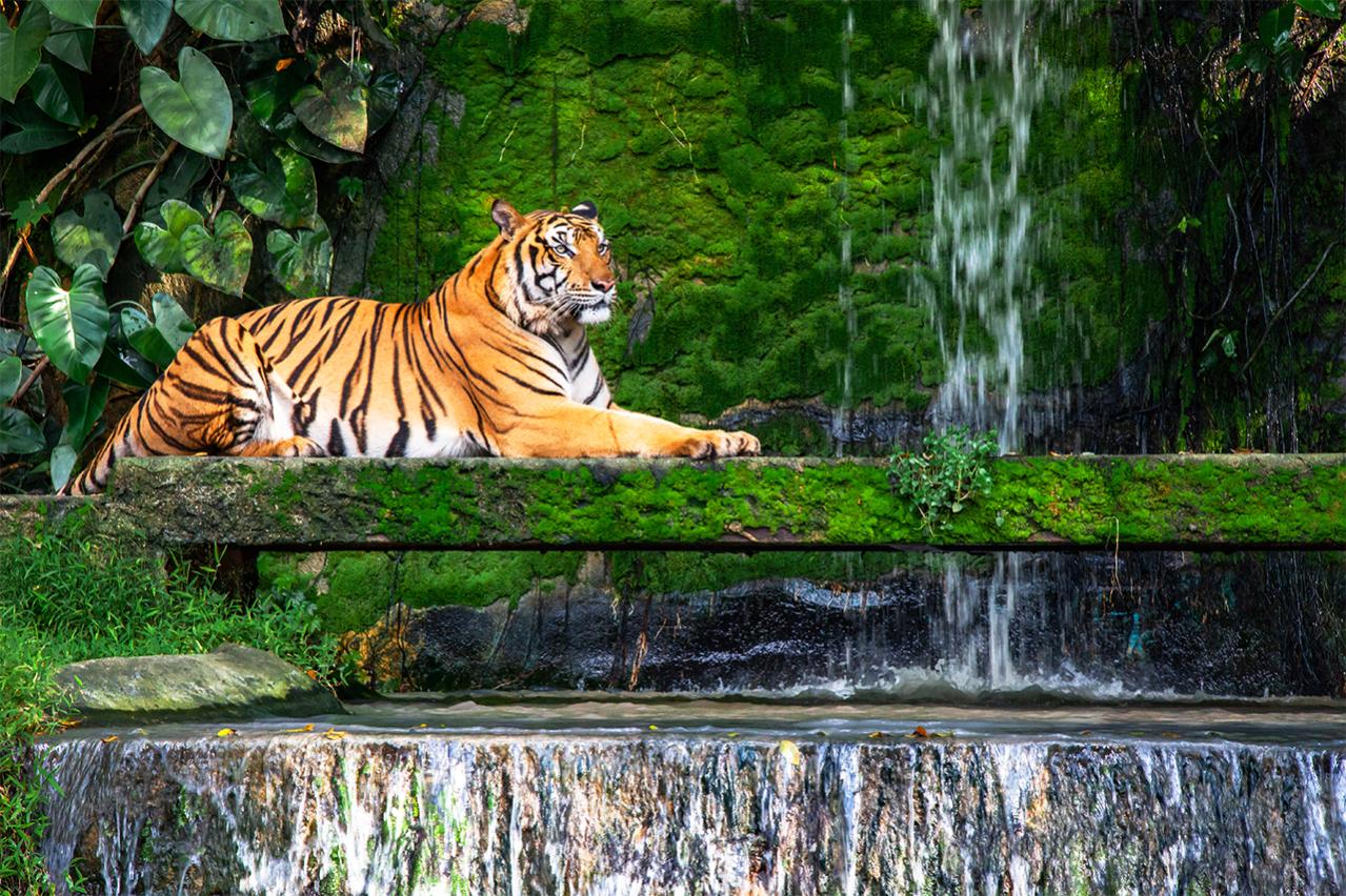 森の王が消える日。バングラデシュ、ベンガルトラの絶滅との闘い
