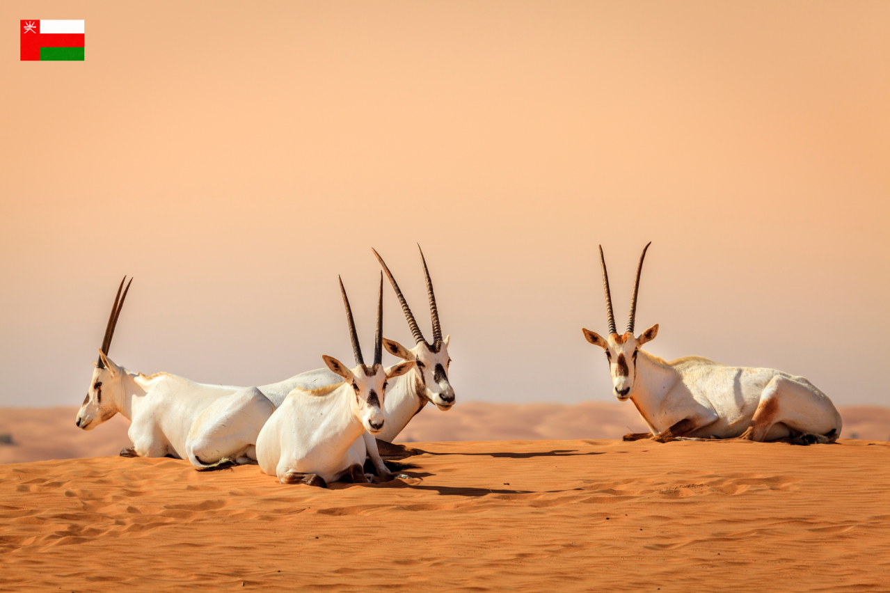 【世界遺産から抹消】幻の動物はなぜ消えた？オマーン「アラビアオリックス保護区」抹消の真相とその後