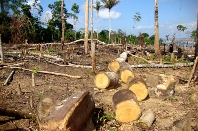 消えゆく地球の肺!南米熱帯雨林が毎日3,000のサッカー場分失われる衝撃の実態