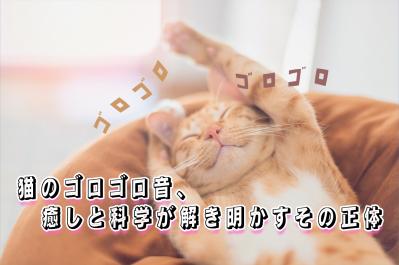 猫のゴロゴロ音に秘められた驚きの力とは？癒しと科学が解き明かすその正体