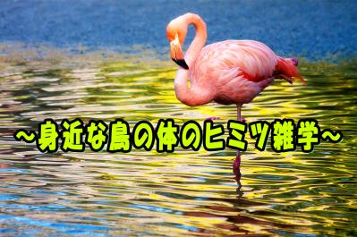 鳥のフンが白いナゼ？ フラミンゴが片足で立つ意外な理由！ ～身近な鳥のヒミツ雑学～