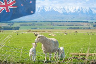 人口の5倍、羊の国。なぜNZは羊に〝選ばれた〟のか