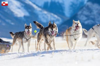 極寒の守護者、その名は「シリウス」―世界で唯一の犬ぞり警備隊が守るもの