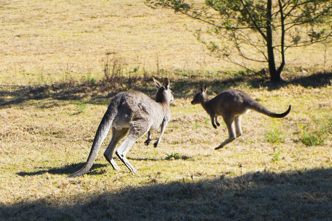 オーストラリア　カンガルー