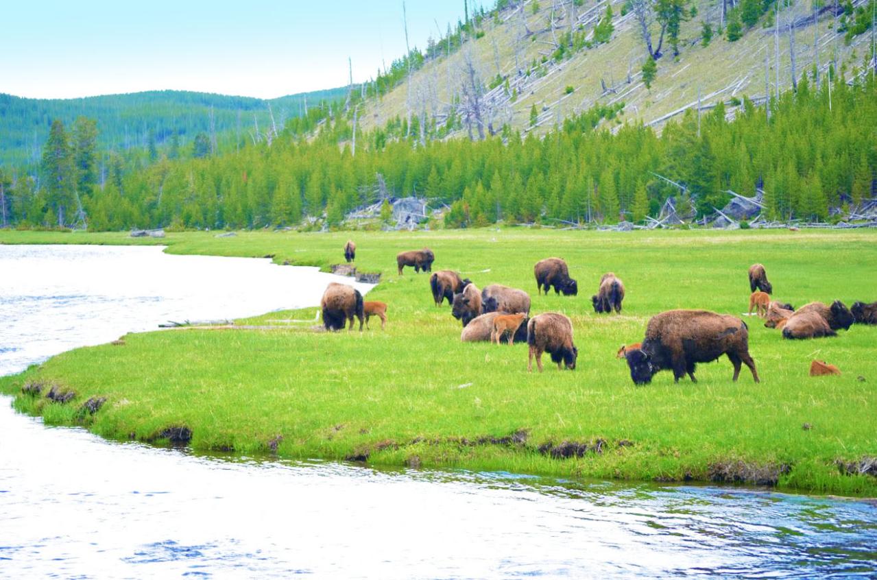 イエローストーン国立公園のバイソンの群れ