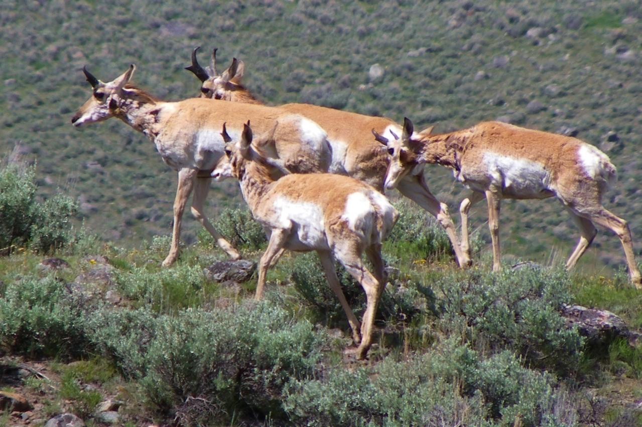 プロングホーンの群れ