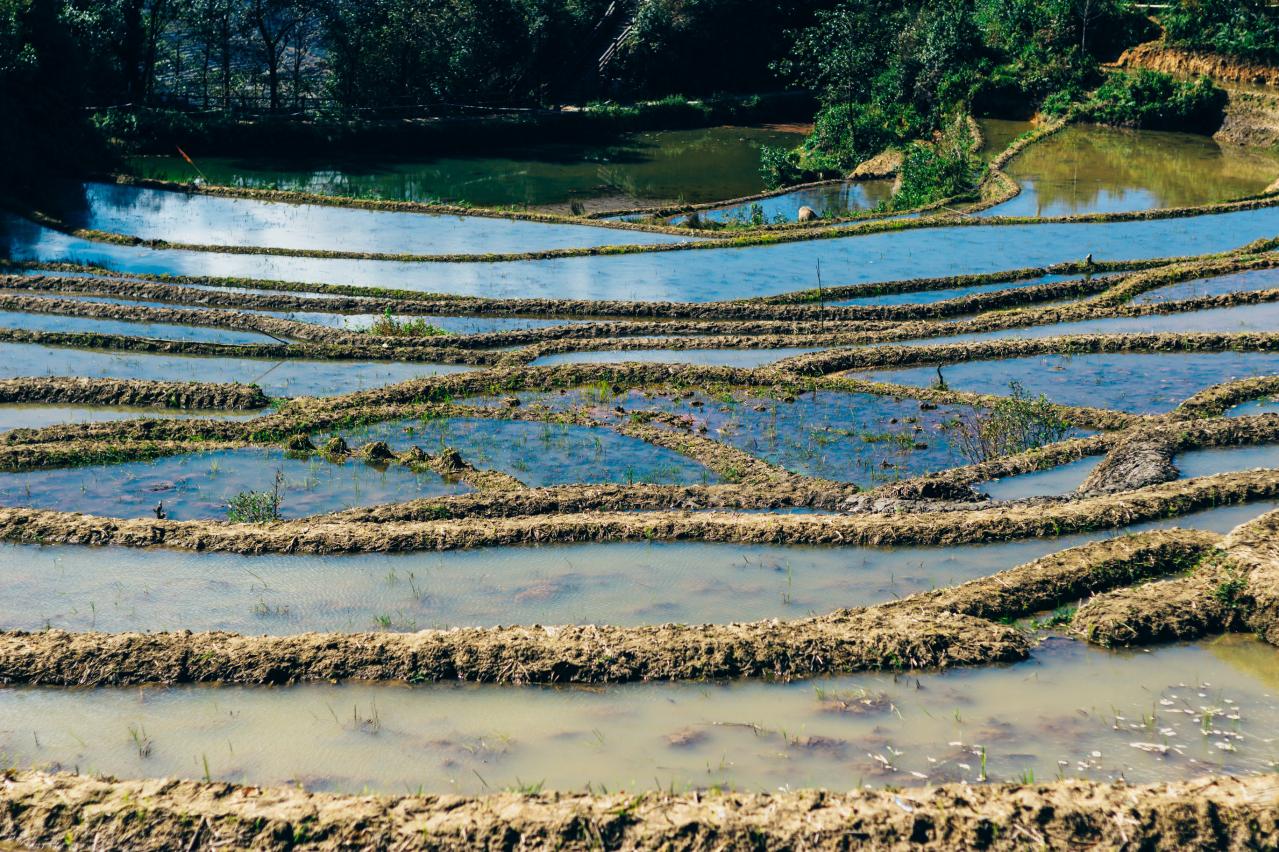 紅河ハニ棚田群の文化的景観